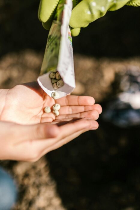 pexels-rdne-7782889 Sharing seeds to plant in the garden
